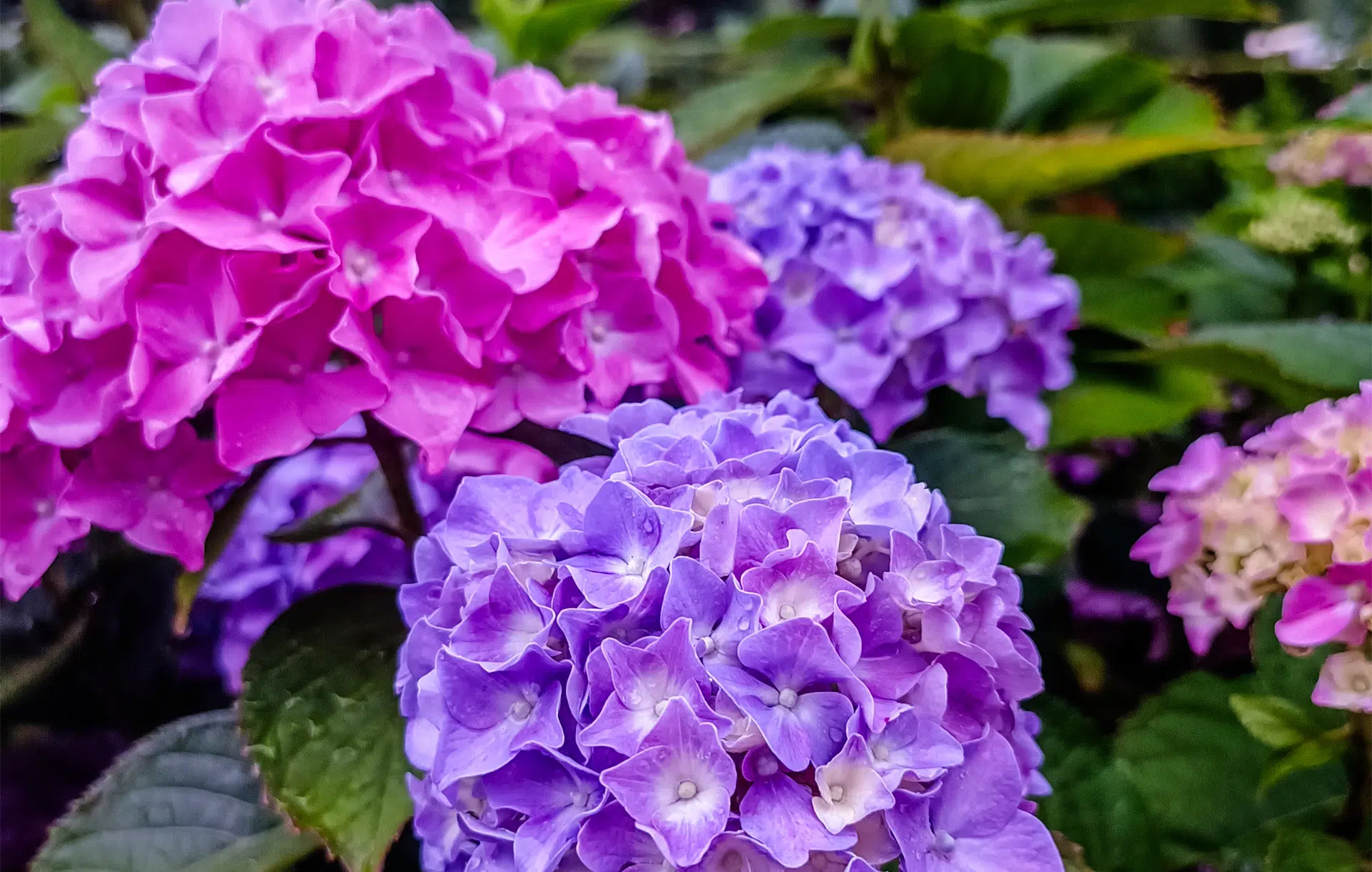 flowers camping monaco parc