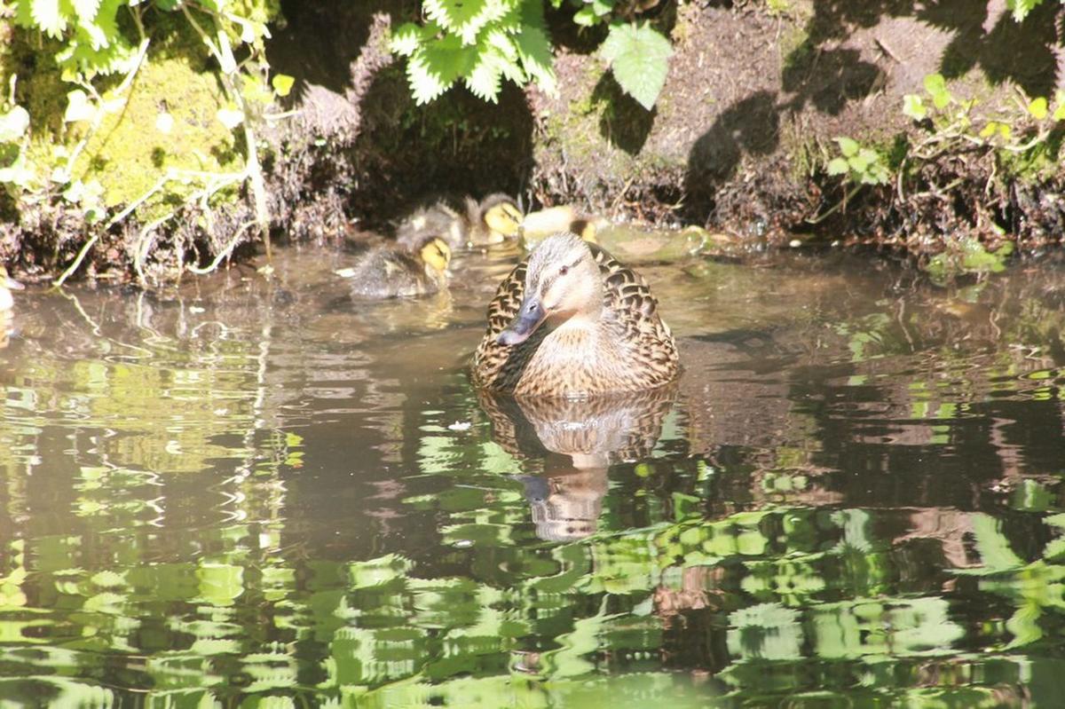 Ducklings are born