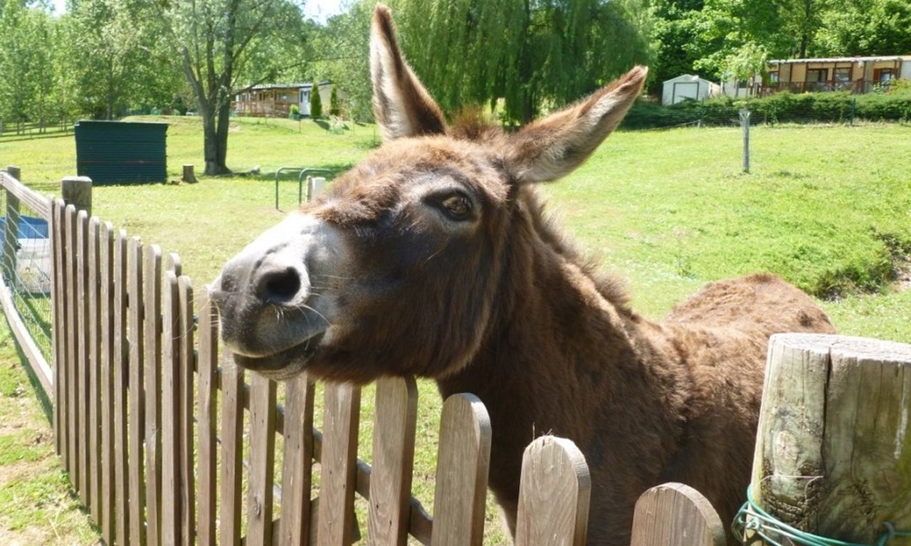 animal park (here TITEUF L'âne)